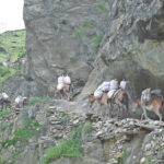 Himalayan districts