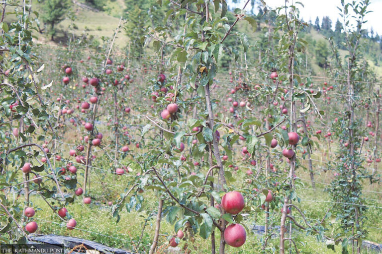 apple
