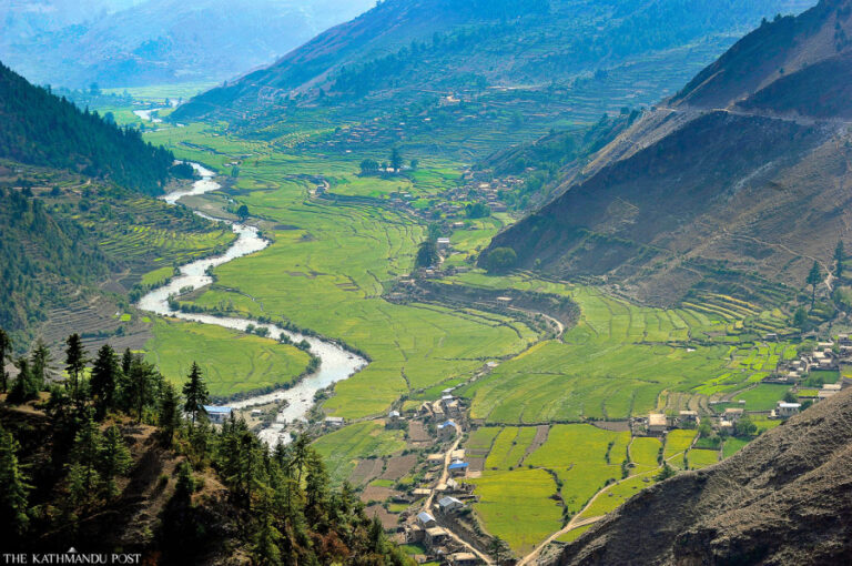 Paddy regions shrivel in Karnali as malady, moo water system take a toll