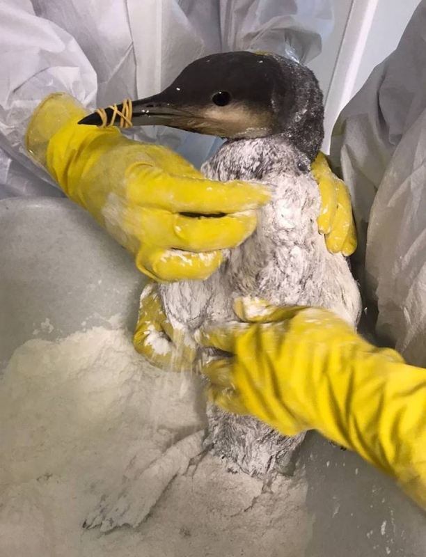 More than 30 dolphins have passed on since an oil spill close southern Russia