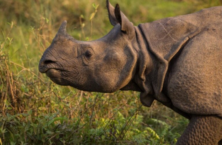 Raising Chitwan's Tourism: Spearheading Extravagance and Nature-Based Experiences Tourism in Chitwan follows its roots back to 1876 Advertisement when the Nepali rulers facilitated a British illustrious chasing undertaking. At that time, Chitwan was considered one of the finest chasing goals, gloating an plenitude of natural life, counting tigers, rhinoceroses, panthers, and different species of deer. These creatures flourished inside the region's extraordinary Sal Woodland living space, making it an perfect area for illustrious chasing parties. The move from hunting-focused exercises to formal natural life tourism started in 1964 with the foundation of Tiger Tops, a spearheading eco-tourism wander. This checked the establishment of organized natural life tourism in Chitwan, nearly a decade some time recently the foundation of the present-day Chitwan National Stop, which was authoritatively announced in 1973.Tourism is a major driver of the worldwide economy and positions among the fastest-growing financial segments around the world. In Nepal, it plays a critical part in the national economy and holds monstrous potential to drive the country's success. As one of the key donors to Nepal's GDP, tourism bolsters various businesses, counting neighborliness, transportation, and neighborhood crafted works, whereas too making business openings over the country. Over time, Nepal's tourism industry has consistently extended and differentiated, reflecting discernible shifts in guest designs, counting changes in the number of entries, their nations of root, and favored goals inside the nation. This enhancement underscores Nepal's capacity to pull in a wide extend of voyagers, from experience searchers drawn to the Himalayas to social devotees investigating its wealthy legacy. The COVID-19 widespread managed a serious blow to the tourism segment, driving to a sharp decrease in universal entries and incomes. Be that as it may, the industry has appeared versatility and is steadily recouping. A noteworthy breakthrough was accomplished in 2024, when Nepal invited over one million guests, flagging a solid bounce back and reestablished intrigued in the nation as a worldwide travel goal. The Nepal Tourism Measurements 2023 report uncovered that a critical parcel of the country's visitor entries begun from India (31%), the USA (10%), China (6%), the UK (5%), and Australia (4%), collectively bookkeeping for 56% of the add up to entries. The lion's share of these guests fell inside the age bunch of over 16 and underneath 60 a long time, highlighting the offer of Nepal to a wide extend of dynamic voyagers. Obviously, over 60% of visitors gone to Nepal for occasion purposes, displaying the country's solid position as a favored relaxation and nature-based tourism destination.The post-COVID-19 tourism scene has moved universally with a developing inclination among voyagers for nature and wild encounters. Visitors are presently more slanted toward nature-based tourism, which includes investigating common situations through open air exercises. Nepal stands out as an uncommon goal for such encounters, advertising special nature-based tourism items, counting breathtaking scenes, flawless lakes, and the world's most noteworthy mountain extend, highlighting eight Himalayan crests surpassing 8,000 meters. Furthermore, Nepal has assigned and successfully overseen over 23% of its arrive as ensured ranges, giving characteristic territories for imperiled species such as the tiger, rhino, ruddy panda, snow panther, and musk deer. Right now, more than two-thirds of all tourism exercises in Nepal happen inside these secured zones. This move highlights Nepal's developing offer as a head goal for nature-based tourism. Chitwan National Stop is broadly respected as a safe house for nature-based tourism in Nepal. Concurring to the Office of National Parks and Natural life Preservation, the stop is domestic to an noteworthy cluster of biodiversity, counting over 68 species of warm blooded animals, such as the notorious Bengal tiger and the one-horned rhinoceros. Furthermore, it gloats more than 544 species of fowls and 56 species of herpetofauna, making it a treasure trove for natural life devotees. The park's wealthy organic differences serves as its center resource, drawing guests from around the world. Sightseers going by the Stop can lock in in a assortment of exercises pointed at giving vital natural life encounters. Prevalent choices incorporate jeep safaris, perception from machans (hoisted stages), guided nature strolls, canoeing along the park's waterways, and town visits. These exercises not as it were permit guests to submerge themselves in the characteristic environment but too offer openings to spot the park's different natural life. In expansion to these exercises, social and instructive attractions like the Tharu Exhibition hall, Biodiversity Historical center, and Elephant Breeding Middle upgrade the in general involvement. A one of a kind include of the stop is the visit rhino sightings-tourists frequently experience rhinos meandering close their inn premises or walking along the roads of Sauraha, including an component of astonish and energy to their remain. This consistent mix of natural life, culture, and enterprise makes Chitwan National Stop a must-visit goal for nature lovers.Chitwan and its encompassing ranges have various comparative focal points as a chief nature-based tourism goal. Chitwan National Stop, the to begin with national stop in Nepal, was recorded as a UNESCO World Legacy Location in 1984, owing to its breathtaking scene. The stop is decorated with lavish vegetation, surrounded by the grand Himalayas, making an region of uncommon characteristic excellence. UNESCO recognizes the stop as the biggest and slightest aggravated illustration of sal timberland and its related environments, making it an exceptional outline of organic advancement. This interesting gathering of local vegetation and fauna sets it separated, whereas the combination of alluvial floodplains and riverine timberlands gives an perfect environment for imperiled species such as the rhinoceros and the tiger. The stop underpins reasonable source populaces of these species, which are basic for their long-term preservation. The Stop is moreover celebrated for its especially wealthy biodiversity, reinforced by compelling and proactive administration. A confirmation to this victory is the multiplying of Nepal's tiger populace in later a long time, with the stop playing a essential part. It right now has the biggest concentration of tigers (128) and rhinoceroses (694) in the nation. Besides, the stop has accomplished exceptional advance in controling natural life poaching, altogether lessening such episodes over the a long time. These variables, combined with the park's unparalleled characteristic excellence, compelling preservation endeavors, and flourishing natural life populaces, position Chitwan as a driving goal for nature-based tourism, drawing in guests from over the globe.
