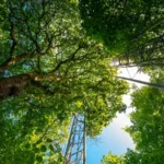 Trees might not be acting in the way we thought - this woodland fitted with channels can tell us why