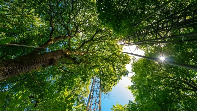 Trees might not be acting in the way we thought - this woodland fitted with channels can tell us why