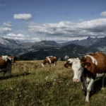 Gazes and ear-twitches: The language specialist learning to talk the expressive dialect of cows