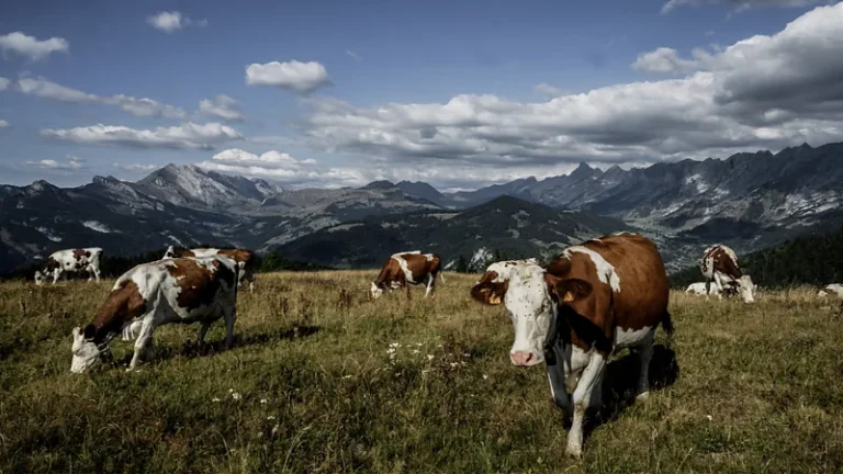 Gazes and ear-twitches: The language specialist learning to talk the expressive dialect of cows