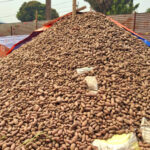 potatoes